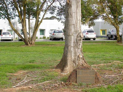 25th Anniversary Tree + Plaque : 22-04-2014