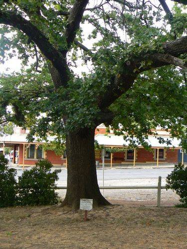 Albert Tree Albert Tree