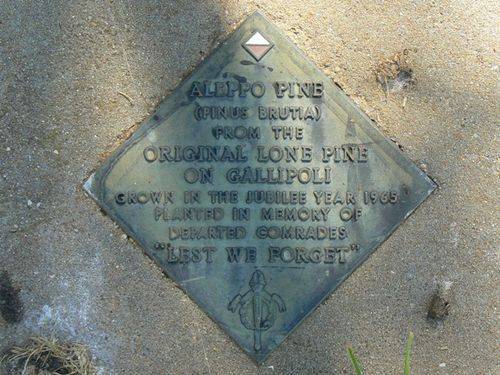 Aleppo Pine : 28-December-2010 Aleppo Pine : 28-December-2010