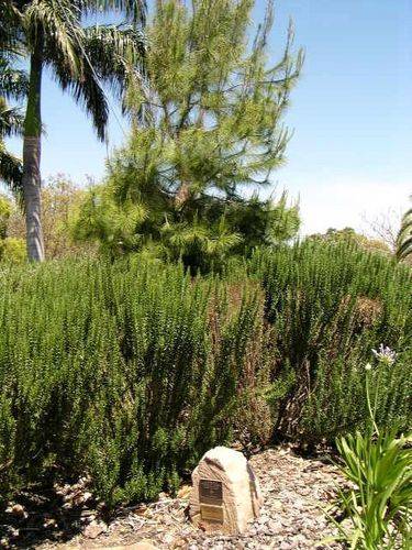 Aleppo Pine Aleppo Pine
