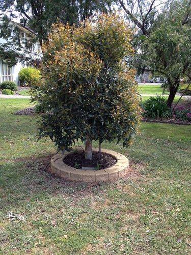 Alice Morton Tree : October 2013