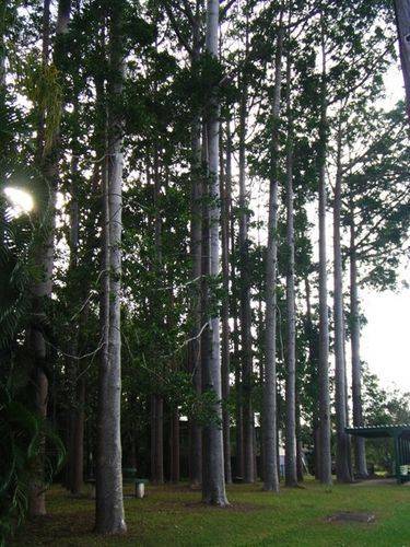 Arbor Day Trees Arbor Day Trees