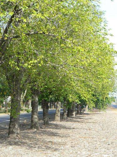 Avenue of Honour : 02-January-2013 Avenue of Honour : 02-January-2013