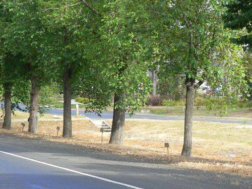 Avenue of Honour : 02-January-2013 Avenue of Honour : 02-January-2013