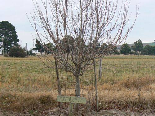 Avenue of Honour : 01-May-2011 Avenue of Honour : 01-May-2011