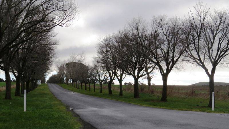 Avenue at railway crossing, Burrumbeet : 24-July-2017 (Kent Watson) Avenue at railway crossing, Burrumbeet : 24-July-2017 (Kent Watson)