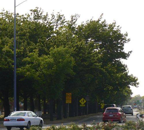 Ballarat High School Avenue of Honour : 02-January-2013
