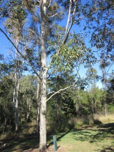 Bert Hinkler Tree : 27-05-2012