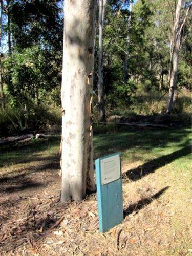 Bert Hinkler Tree 2 :27-05-2012