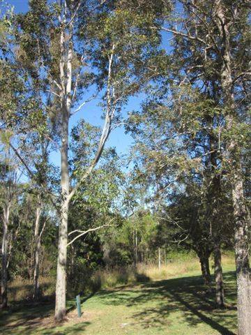 Bert Hinkler Tree 3 : 27-05-2012