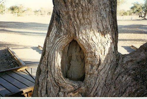 Tree Blaze