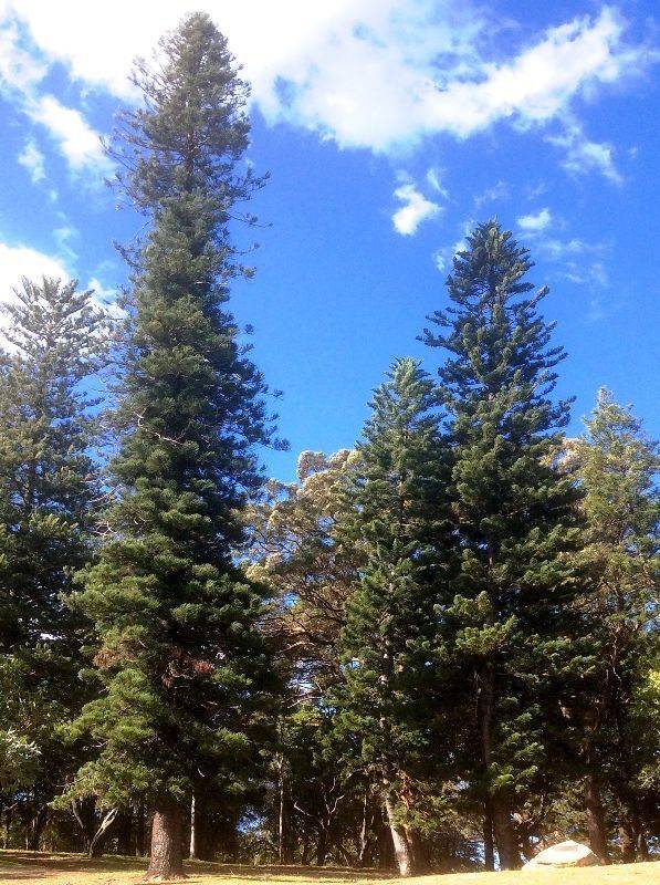 16-June-2018 : Araucaria Cookii planted in 1881 (Ian Bevege)