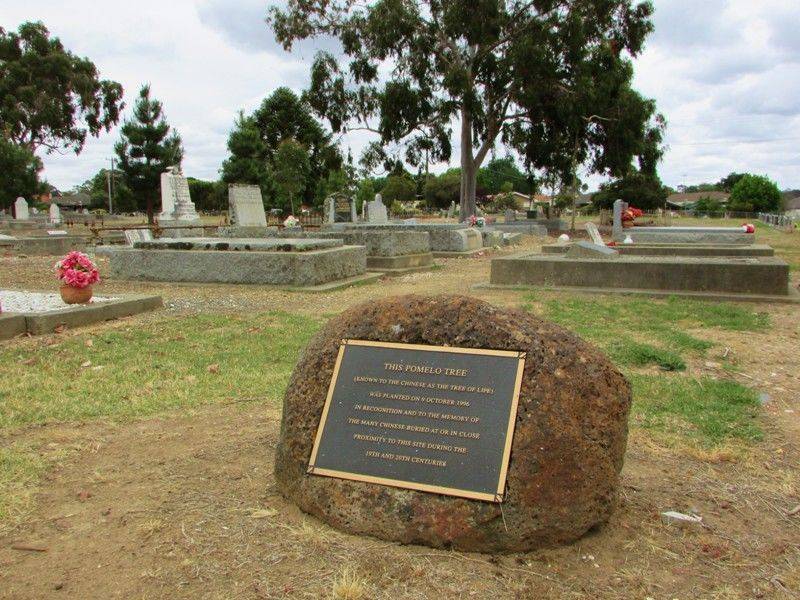Pomelo Tree Plaque : 29-November-2015