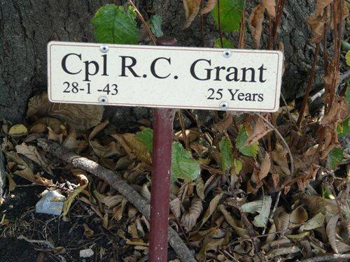 Coulstone Street Avenue of Honour : 17-February-2012 Coulstone Street Avenue of Honour : 17-February-2012