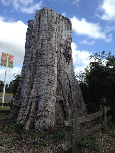 Darnum Big Stump : 29-12-2013