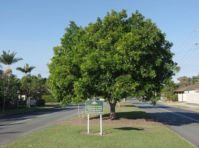 Aroona : 10-August-2016 (Russell Byers)