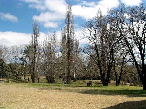 District Convention Trees