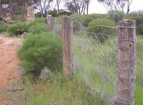 Dog Netting Fence 2 : 11-09-2013