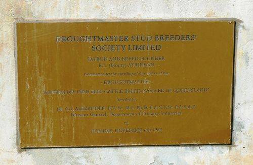 Droughtmaster Bull : 23-April-2011