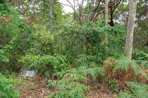Ludowici Grove : May 2014