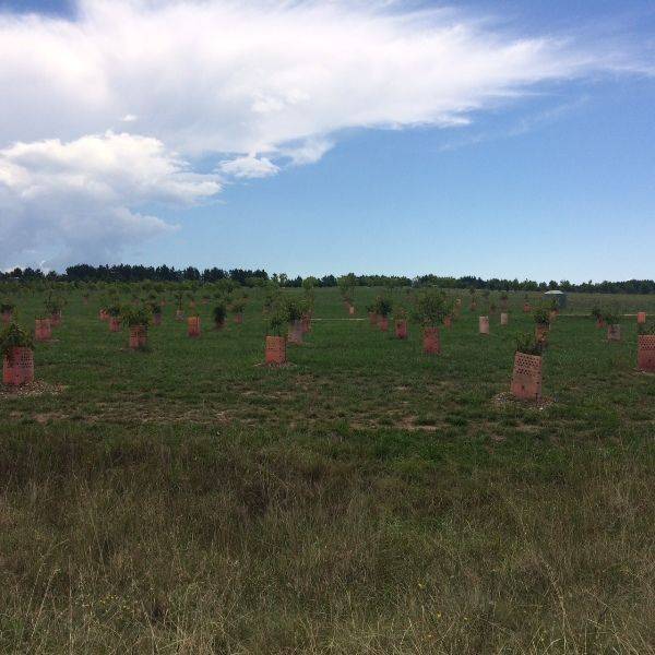 Forest 3: 12-February