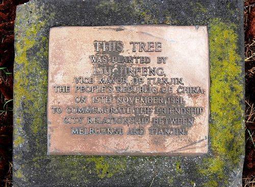 Friendship Tree : 16-November-2011