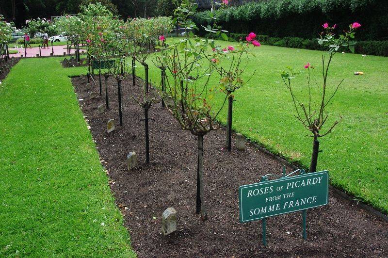 Roses of Picardy: 24-January-2016