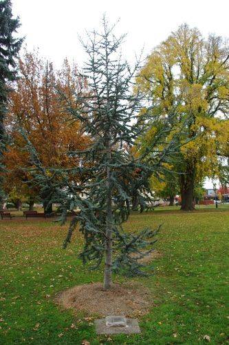 Red Cross Tree : August-2014 Red Cross Tree : August-2014