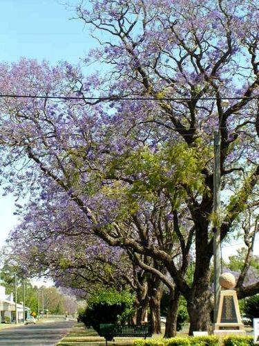 Jacarandas & Memorial