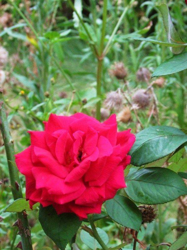 Garden 2 : 11-March-2016