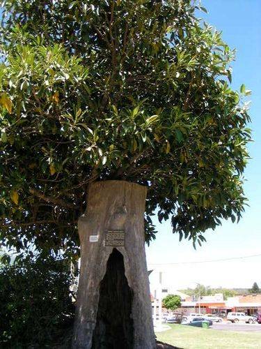 Jimmy Crow Tree