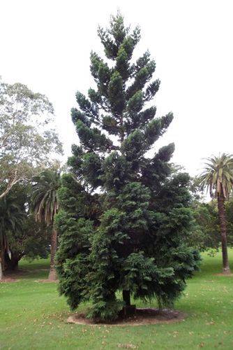 Judge Milton Boulter Tree : Feb 2014 Judge Milton Boulter Tree : Feb 2014