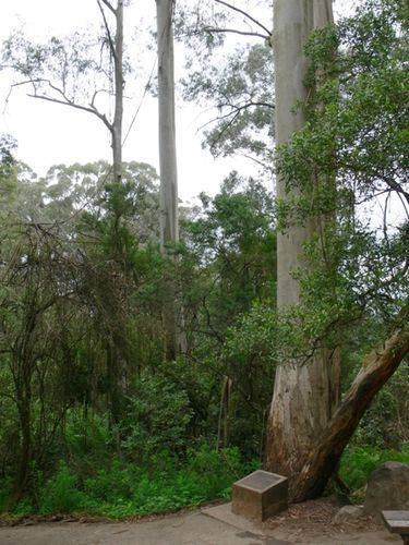 Kokoda Track Memorial Walkway : 09-December-2011 Kokoda Track Memorial Walkway : 09-December-2011