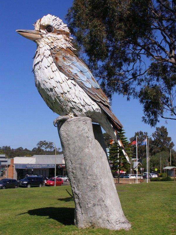 Kurri Kookaburra : 11-September-2014