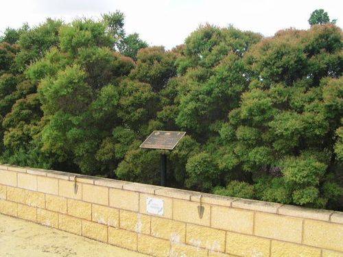 Leichhardt Park Olive Trees