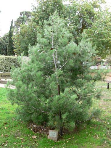 Lone Pine : 11-May-2013 Lone Pine : 11-May-2013