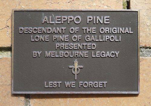 Lone Pine : 19-February-2012 Lone Pine : 19-February-2012