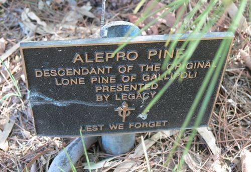 Lone Pine : 12-May-2013 Lone Pine : 12-May-2013