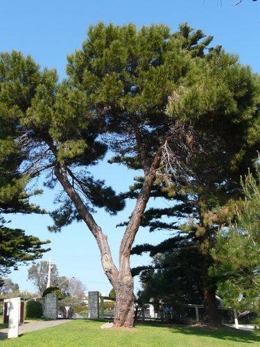 Lone Pine Memorial : 28-September-2011