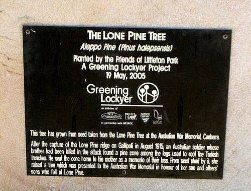 Lone Pine Tree Plaque