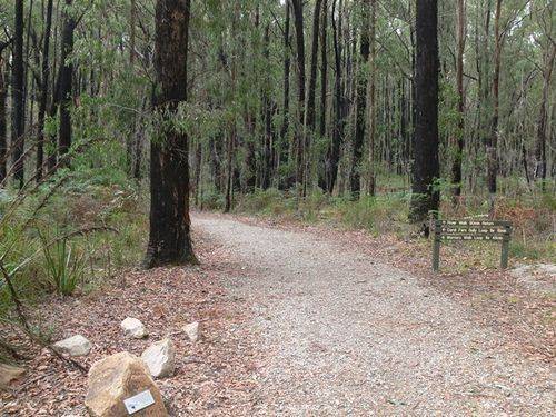 Lyrebird Forest Walk : 14-April-2013