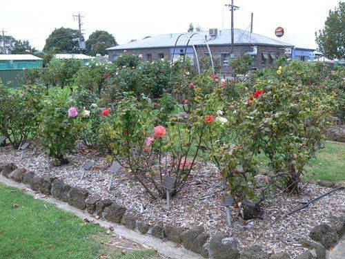 Macarthur & District Memorial Rose Garden : 14-May-2013 Macarthur & District Memorial Rose Garden : 14-May-2013