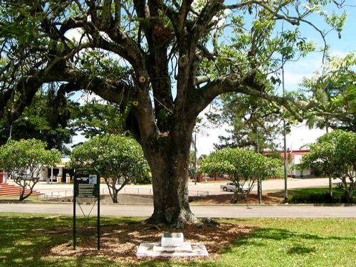 Mafeking Tree Mafeking Tree