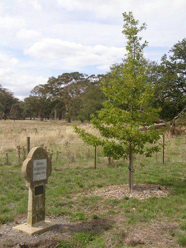 Queen Alexandra Tree : 15-04-2014 Queen Alexandra Tree : 15-04-2014