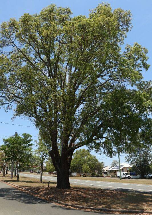 24-November-2020 24-November-2020