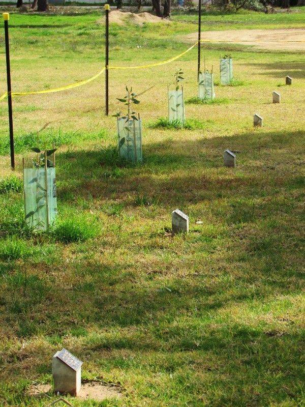 Avenue of Honour 2 : 07-August-2015 Avenue of Honour 2 : 07-August-2015