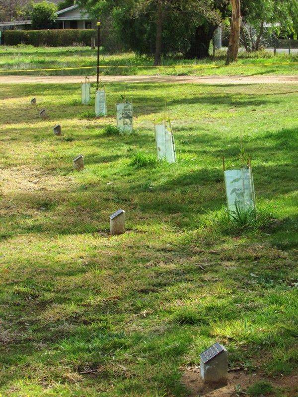 Avenue of Honour 3 :07-August-215