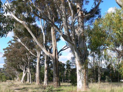 Mont Park Avenue of Honour : 10-August-2012