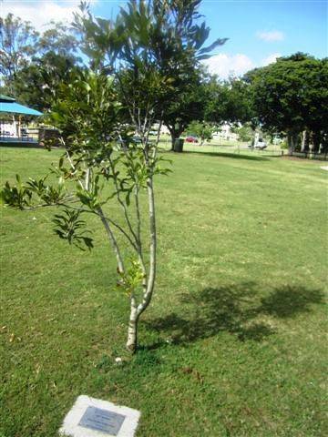 Moya Bowman Tree : 31-07-2013 Moya Bowman Tree : 31-07-2013