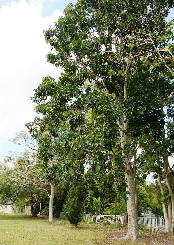 1979 Trees : 13-September-2016